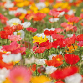 Veldbloemenmix Papaver rhoeas BIO