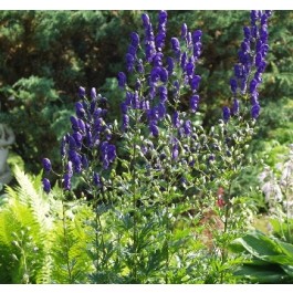 Aconitum napellus