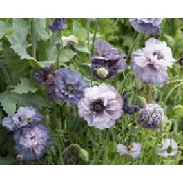 Papaver rhoeas Amazing Grey