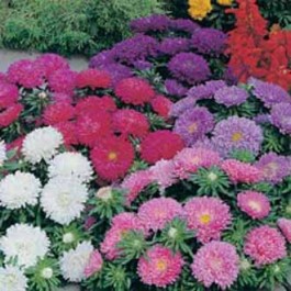 Aster_Colour Carpet_mix