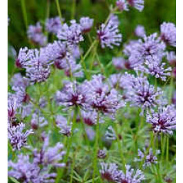 Asperula orientalis 