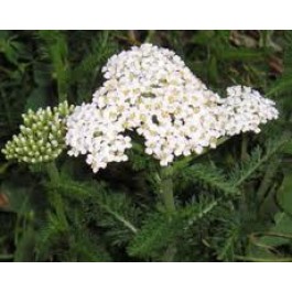 Achillea_millefolium_Duizendblad