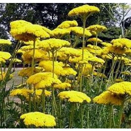 Achillea_filipendulina_Duizendblad