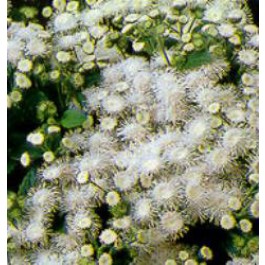 Ageratum_houstonianum_wit_leverbalsem