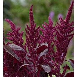 Amaranthus_cruentus_Oeschberg