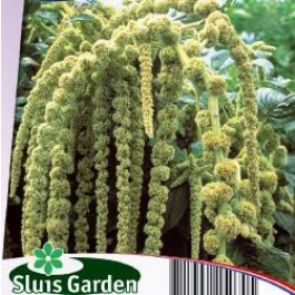 Amaranthus_caudatus_Green_Cascade