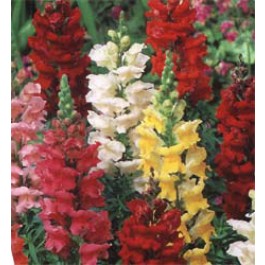 Leeuwenbek_Antirrhinum_majus_Rust_Resistant