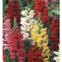 Leeuwenbek_Antirrhinum_majus_Rust_Resistant