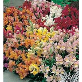 Leeuwenbek_Antirrhinum_majus_Tom_Thumb