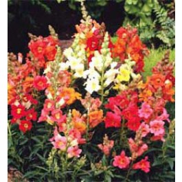 Leeuwenbek_Antirrhinum_majus_Sachmo