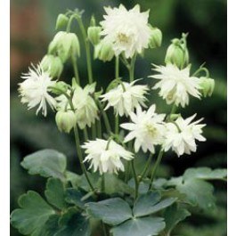 Aquilegia_vulgaris_Lime_Sorbet