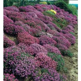 Aubrieta_coltorum_Cascade_mix