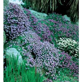 Aubrieta_cultorum_mix_blauwkussen
