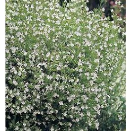 Calamintha_nepeta_Bergsteentijm