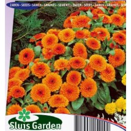 Calendula_officinalis_Orange_Gitana_Goudsbloem