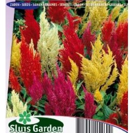 Celosia_Plumes_Mix