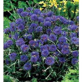 Korenbloem_Centaurea_cyanus_Midget_Blue
