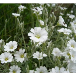 Cerastium_biebersteinii_Akkerhoornbloem