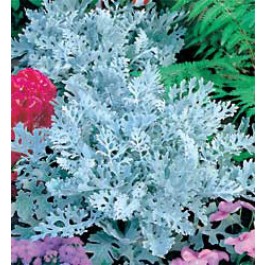 Askruid_Cineraria_maritima_Silver_Dust