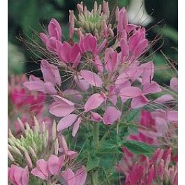 Cleome_hassleriana_Cherry_Queen_Kattensnor