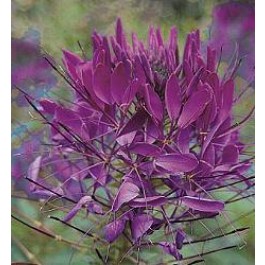 Cleome_hassleriana_Violet_Queen_Kattensnor