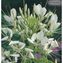 Cleome_hassleriana_White_Queen_Kattensnor