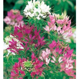 Cleome_hassleriana_Colour_Fountain_mix