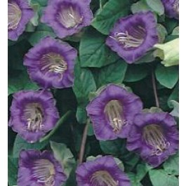 Cobaea_scandens_violette_Klokwinde