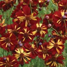 Coreopsis_tinctoria_Roulette_Meisjesogen