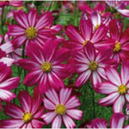 Cosmos_Cosimo_Red-White