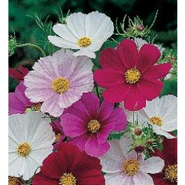 Cosmos_bipinnatus_Tetra_Versailles_mix