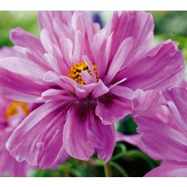 Cosmos_bipinnatus_Fizzy_Pink