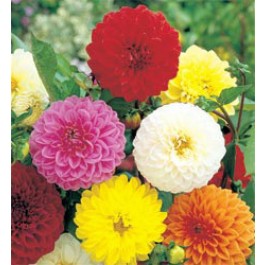 Dahlia_Showpiece_mix