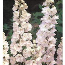 Ridderspoor_Delphinium_Galahad_wit