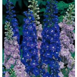 ridderspoor_Delphinium_cultorum_Avalon_mix 