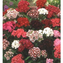 Dianthus_barbatus_Indian_Carpet_mix