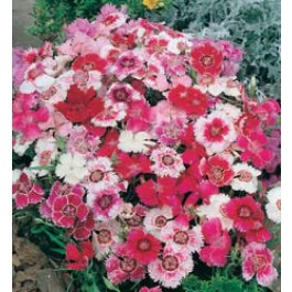 Dianthus_chinensis_Baby_Doll_mix