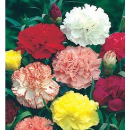 Tuinanjer_Dianthus_caryophyllus_Chabaud_Giant_mix