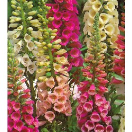 Vingerhoedskruid _Digitalis_purpurea_Foxy_mix