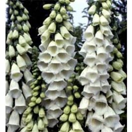 vingerhoedskruid_Digitalis_purpurea_Alba_wit