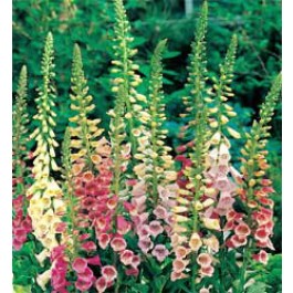 vingerhoedskruid _Digitalis_purpurea_Excelsior_mix