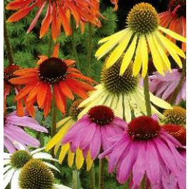 Echinacea purpurea Dreamcoat mix