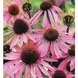 zonnehoed_Echinacea_purpurea_Bravado