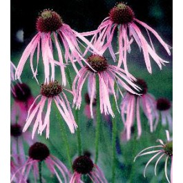 Echinacea pallida