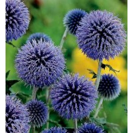 Echinops ritro Globe Thistle