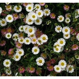 Fijnstraal _Erigeron_karvinskianus_mix 