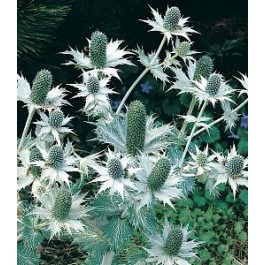 Eryngium_giganteum_Umbelliferae_ Ivoordistel
