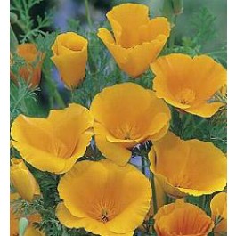 Slaapmutsje_Eschscholzia_californica_Orange_King