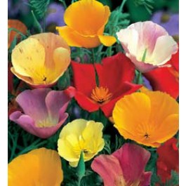 Eschscholzia_californica_enkelbloemig_mix