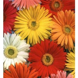 Gerbera jamesonii Californian Giants mix